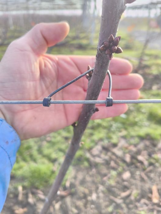 Vand bride sau cleme din plastic prindere pomi sau vita de vie 100 buc