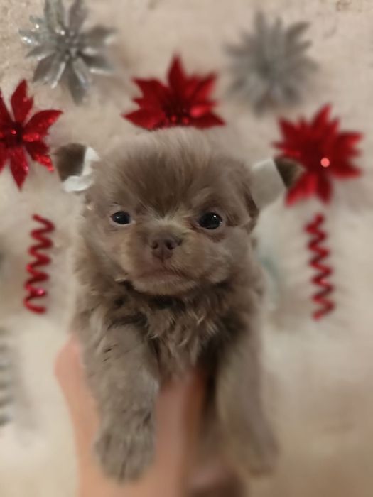 Чихуахуа разного окраса