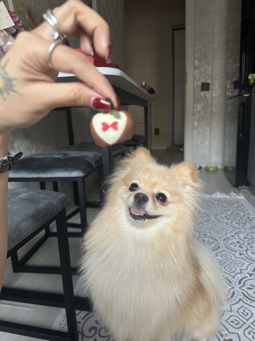 Щенки Померанского шпица — мини, от красивых родителей