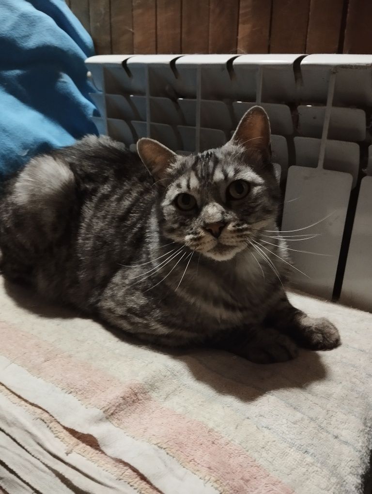 Отдам котика только ответственным
