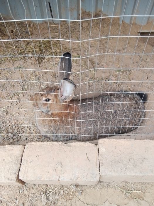 Velikan ona quyon sotiladi