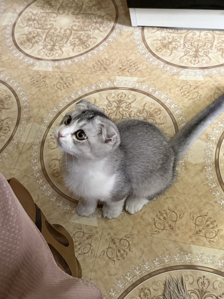 Скоттиш Фолд -  Scottish Fold