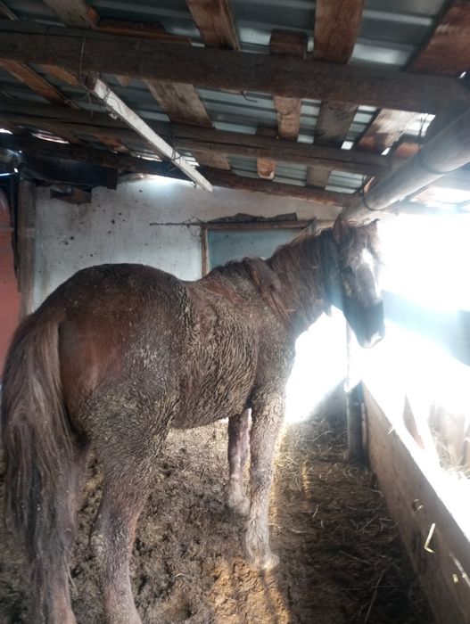 Мал соямыз Касап жасаймыз Жылкы ыры кара мал  кой бағасы келысымді