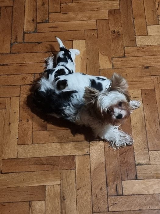 Супер мини бивер йоркширски териер