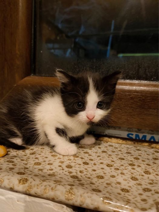 Отдам котят в хорошие руки!!!