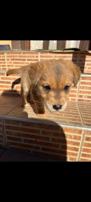 Donez căței jucăuși