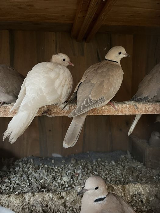 Смеещи се гугутки