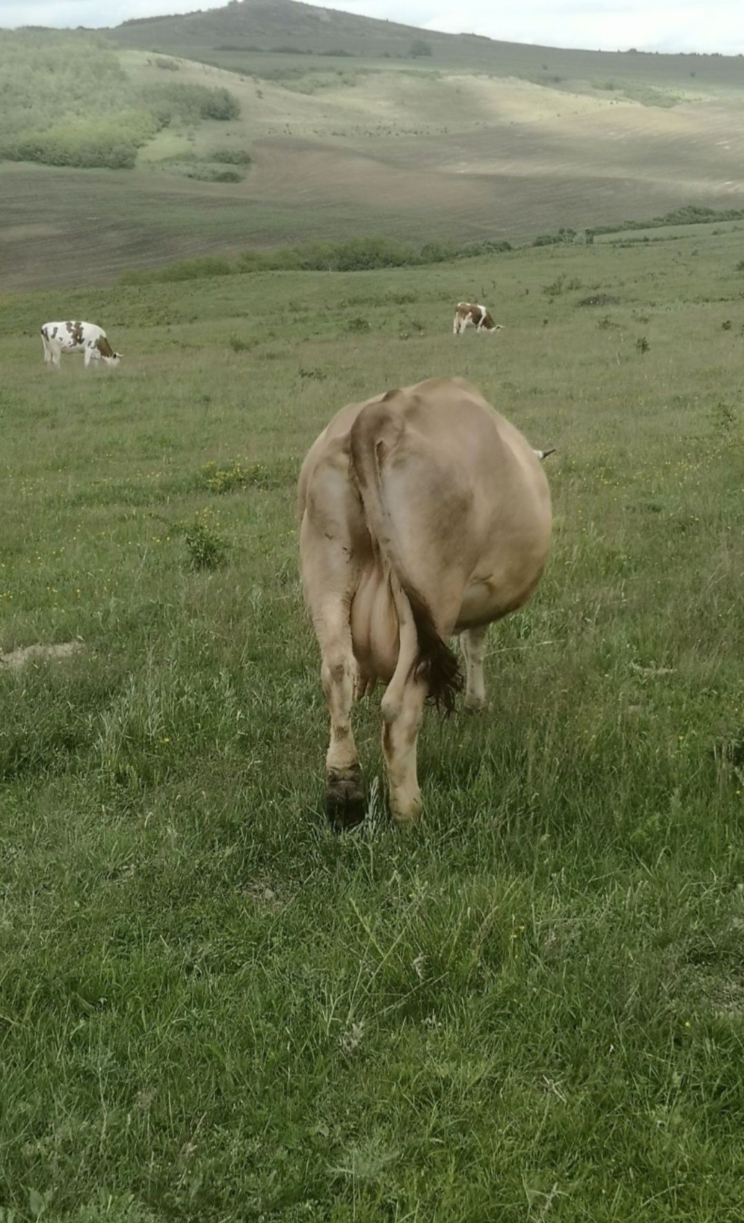 Vand vaca cu vitea