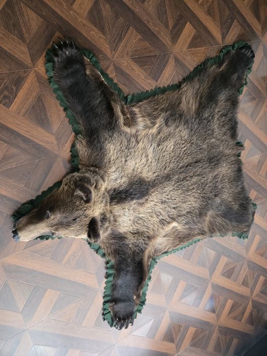 Vand trofeu urs brun blana naturala !