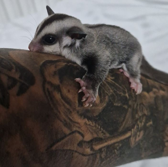 Veverite zburatoare mature reproducătoare o pereche