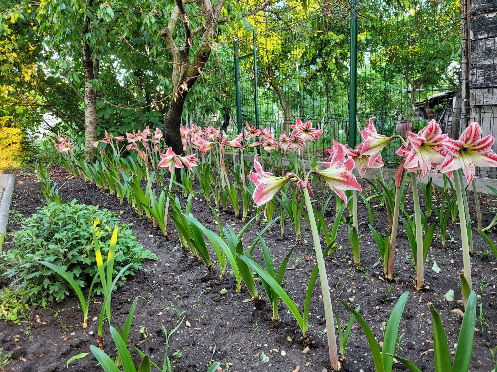 Flori și bulbi Amaryllis