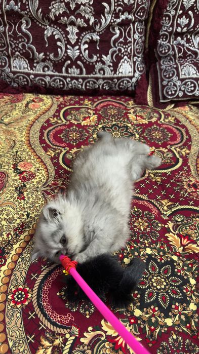 Серебристи хейланд киз бола мушук