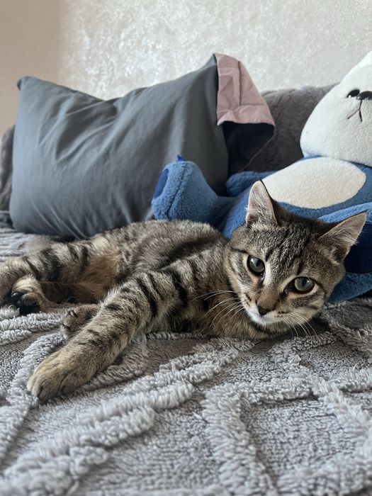 Котенок мальчик ищет дом , бесплатно