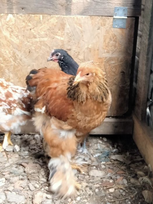 Vând cocoș tânăr Brahma 80 Ron