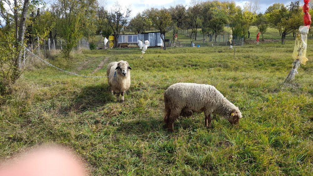 Vând viței rog seriozitate