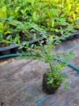 Caprifoi tarator (Lonicera nit. HF)