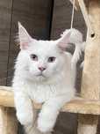 Femela Maine Coon alba PEDIGREE
