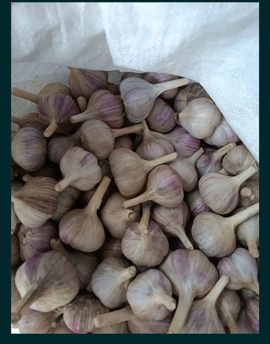 usturoi Rosu 4 6 căței