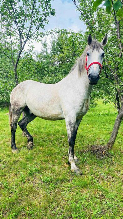 Vanzare cal sur, exemplar deosebit