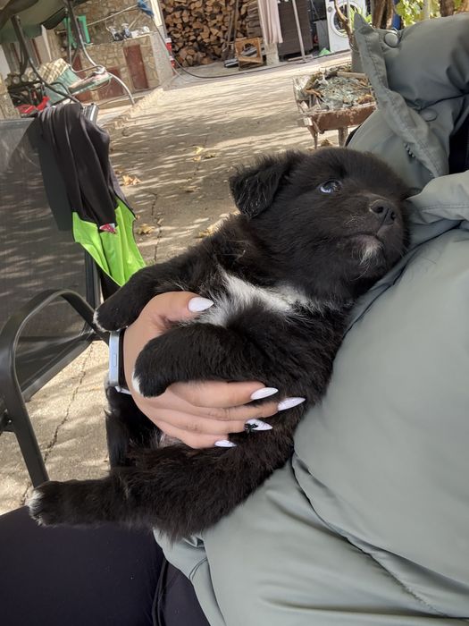 Подаряват се кученца