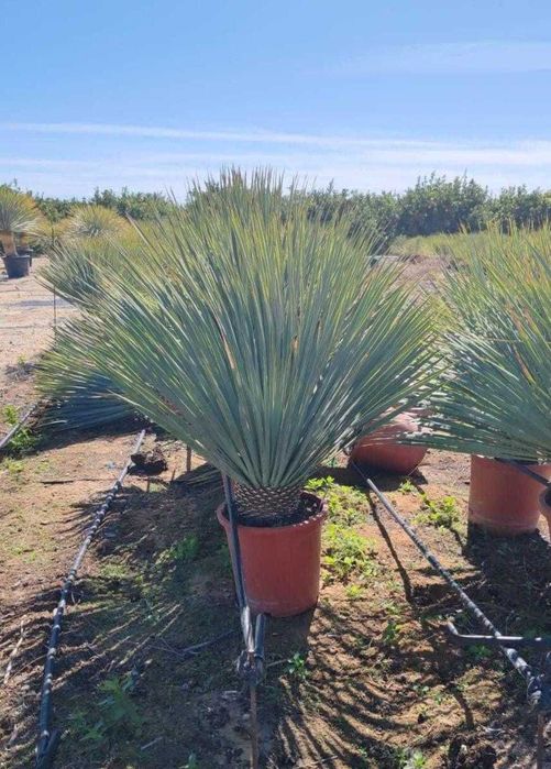 Palmieri Trachycarpus Fortunei | Aspect Tropical + Garanție