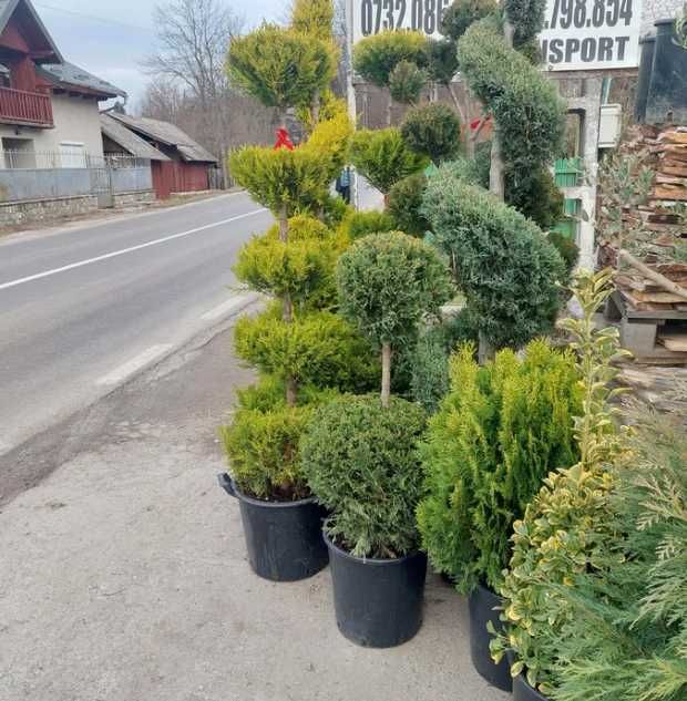 Plante Decorative
