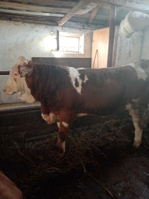 Vând vițel de rasă!!!