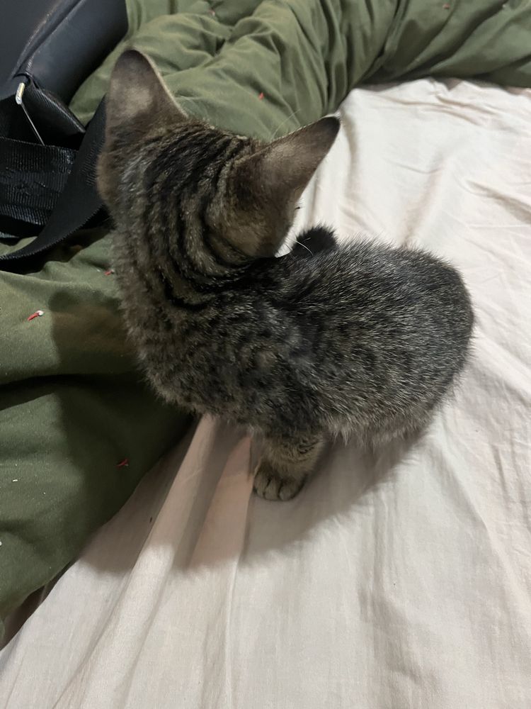Котенок бесплатно