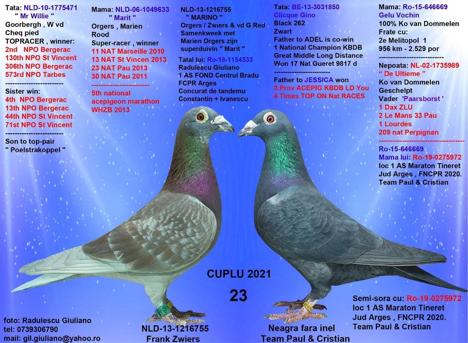 Porumbei super origini