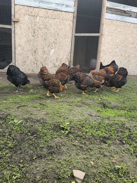 Wiandotte de vanzare