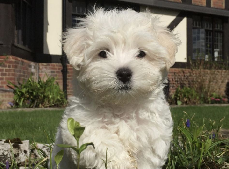 Bichon maltez vaccinat