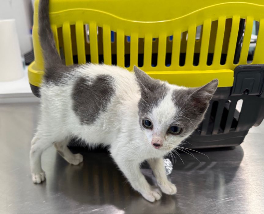Малко мъжко коте търси дом или приемна грижа