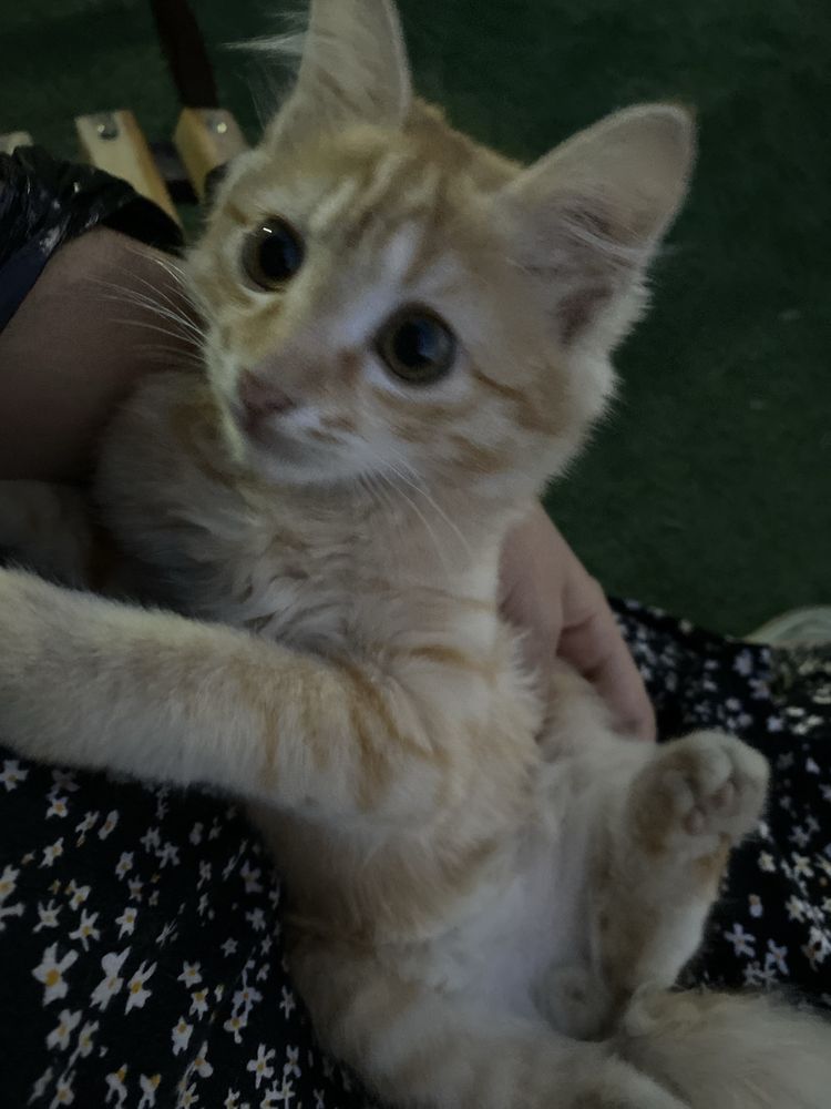 Котенок мальчик в добрые руки