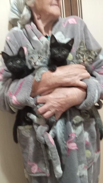 Котят отдам бесплатно