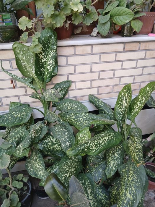 Продаются комнатные и офисные цветы ...