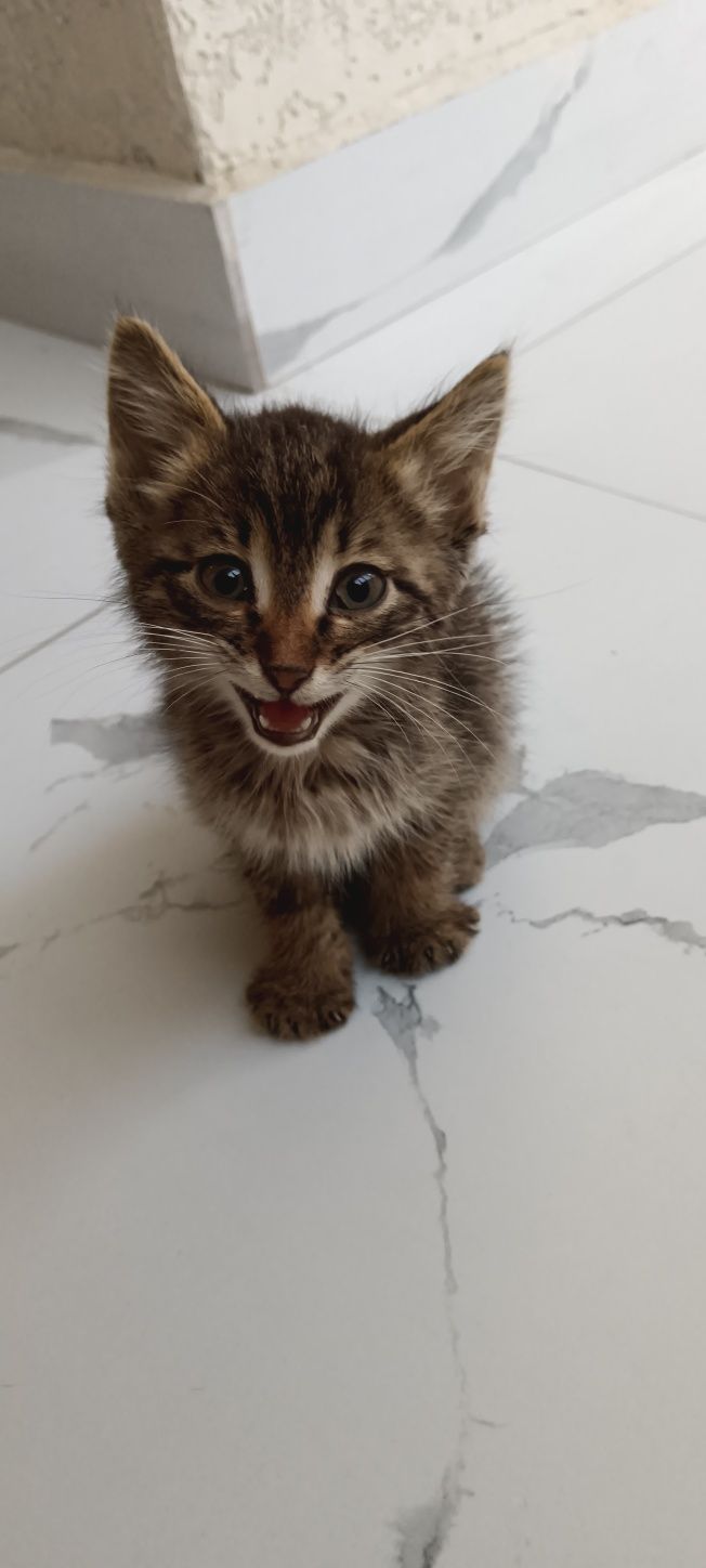 Котенок прелестное создание