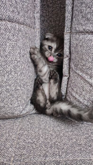 Продаю котёнка Скоттиш Фолд