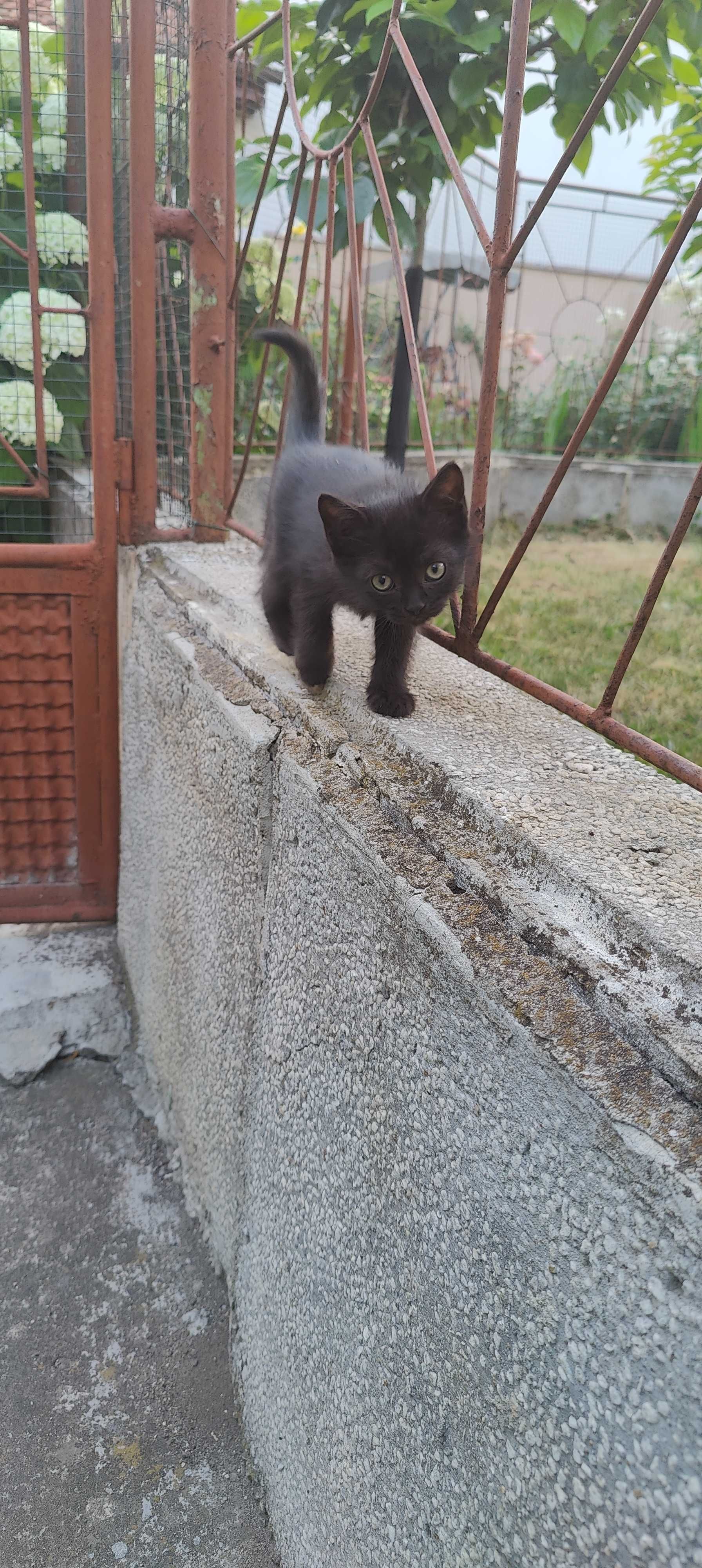 ofer gratuit trei pui de pisicuta