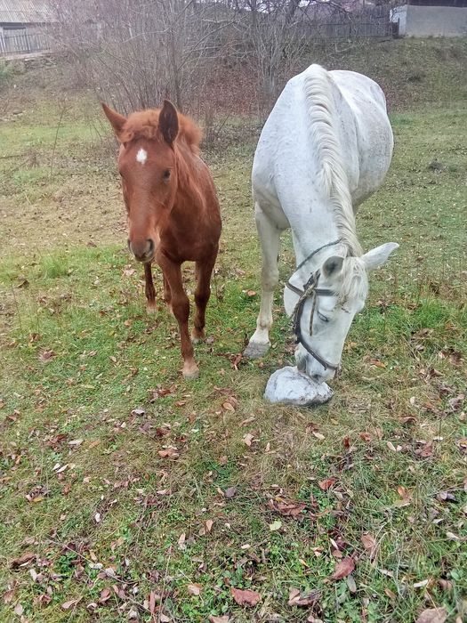 Vând mânză de 4 luni și jumătate 1600  lei