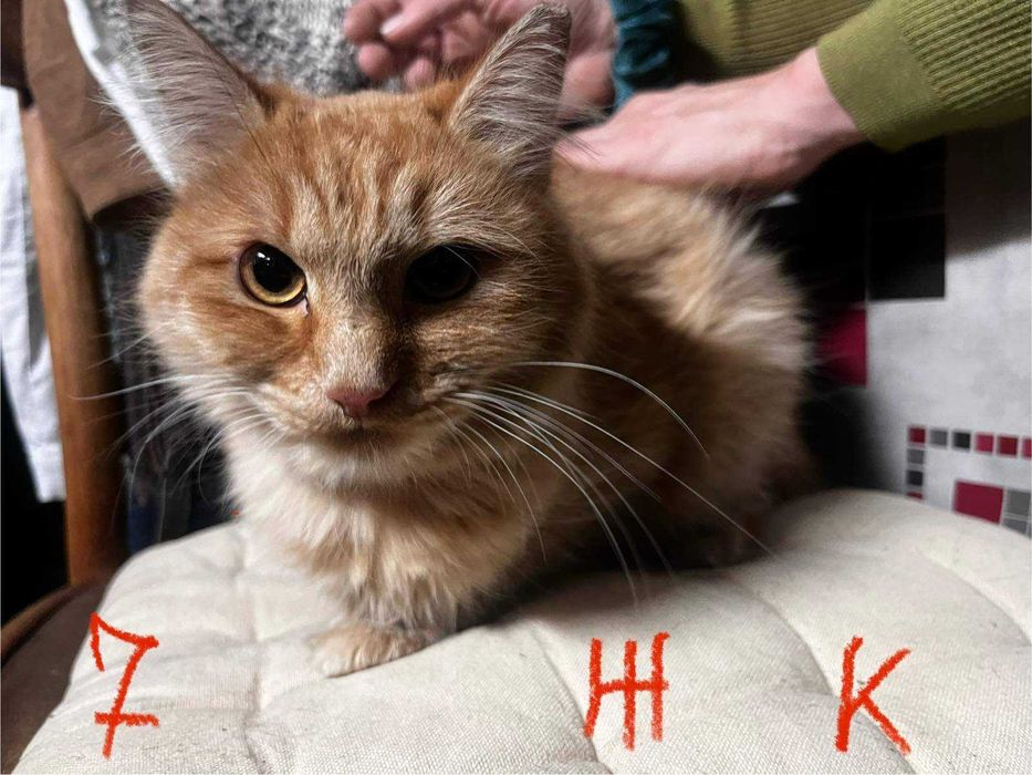 Спешно - Домашни котки се нуждаят от Приемен / Постоянен дом