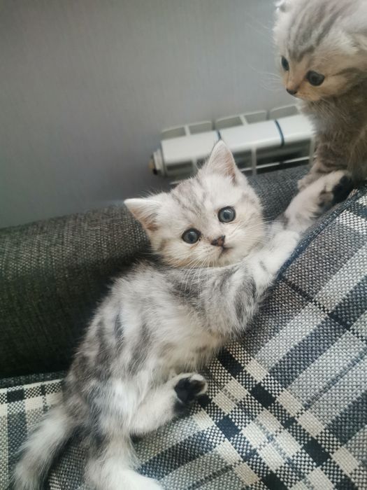 Шотландская девочка