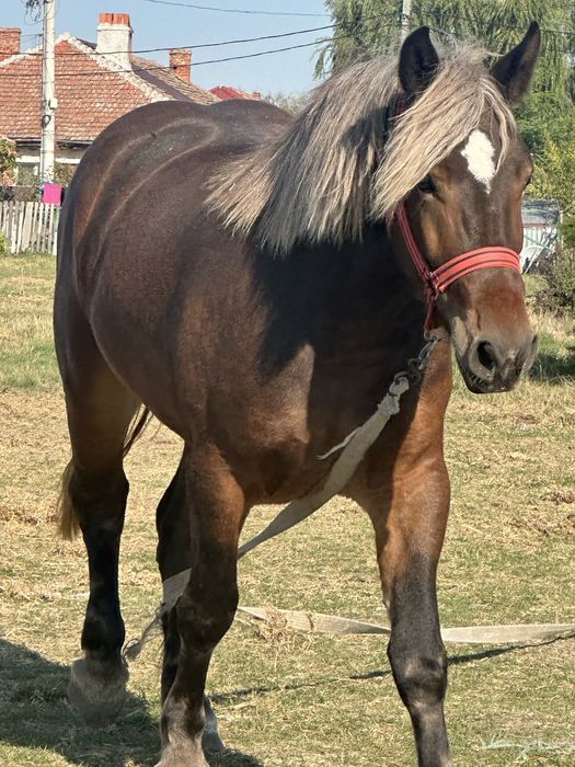 Mânza de 2,5 ani 172 inaltime