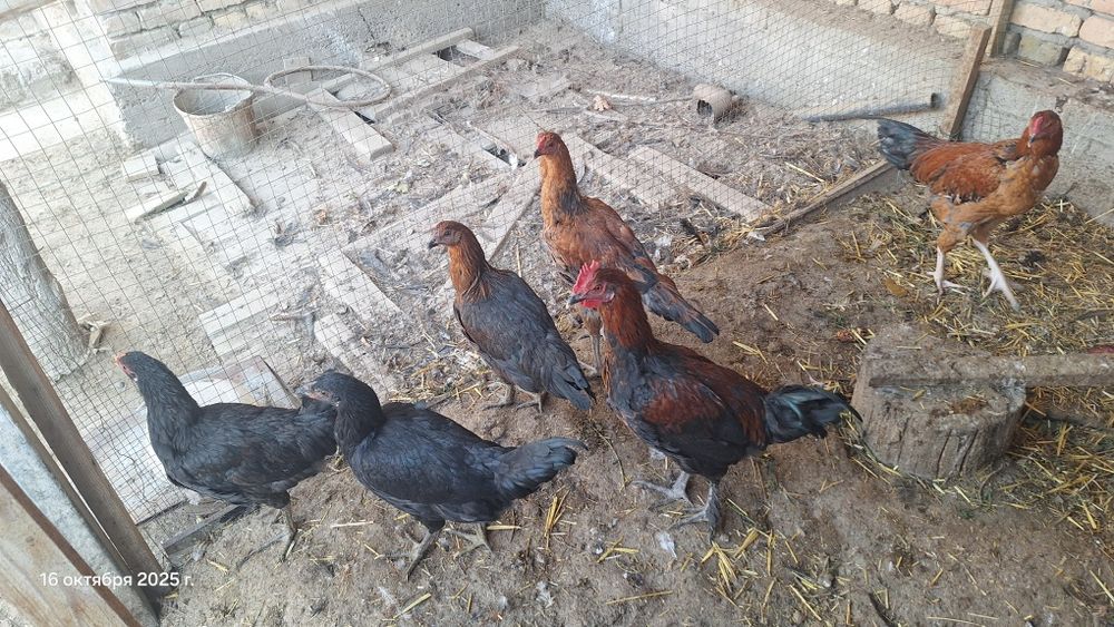 Xoʻroz sotiladi 8 dona