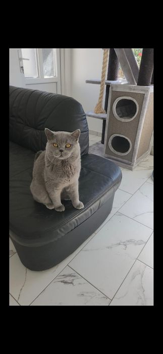 British shorthair rasă pură