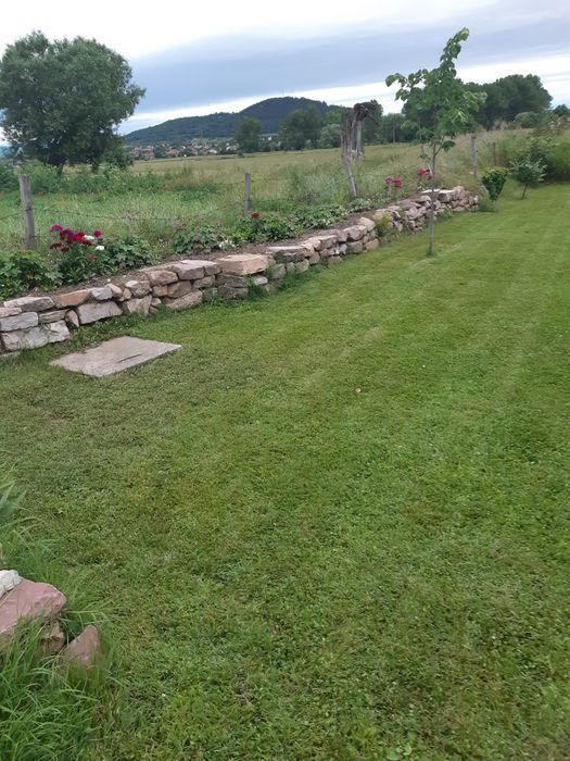 Разсад топкрамфил,бели маргаритки