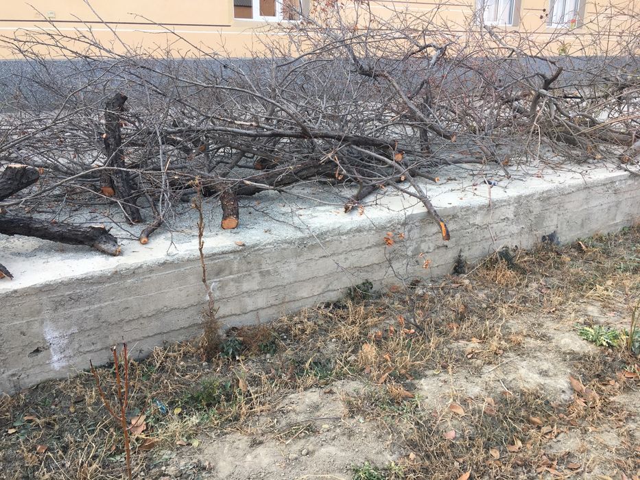 Дрова бесплатно