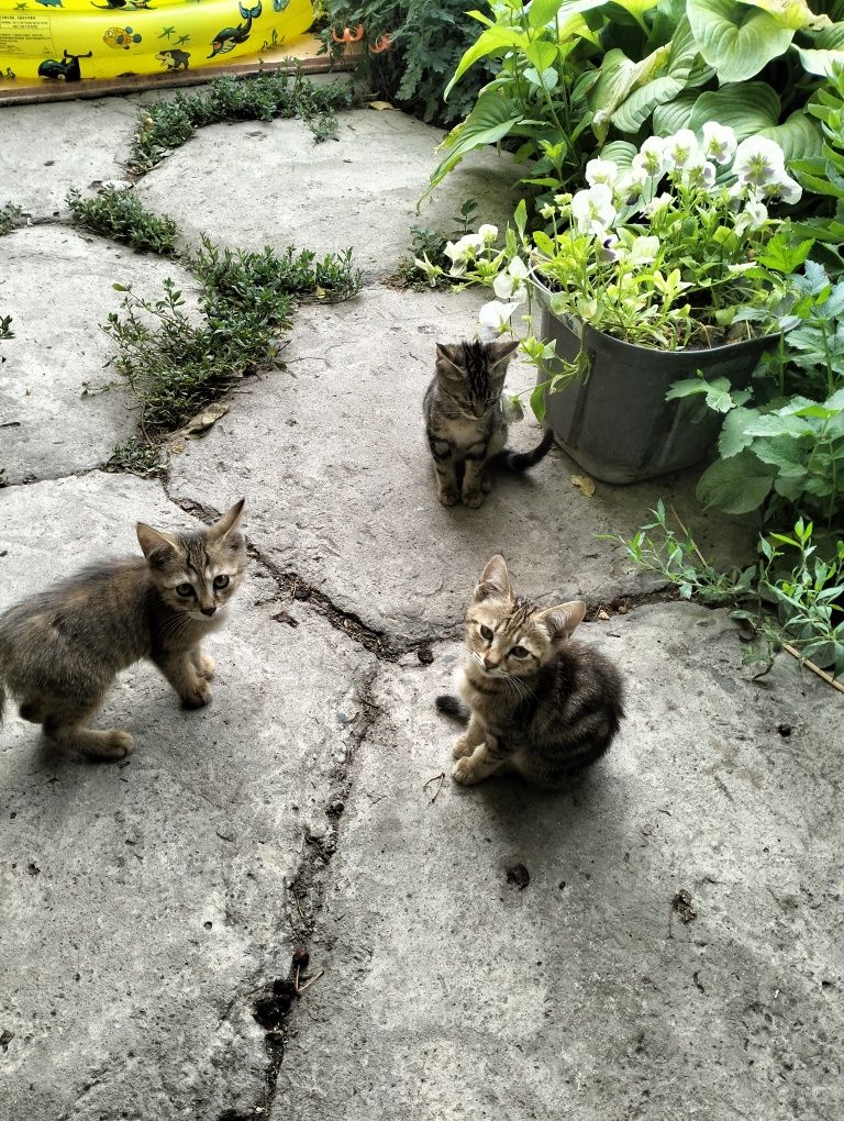 Хорошие котята в добрые руки.