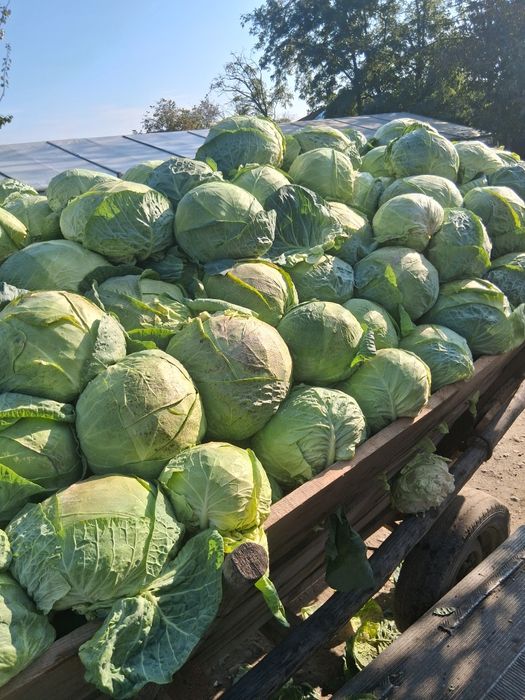 Cartofi și varză 2 lei transportul gratuit