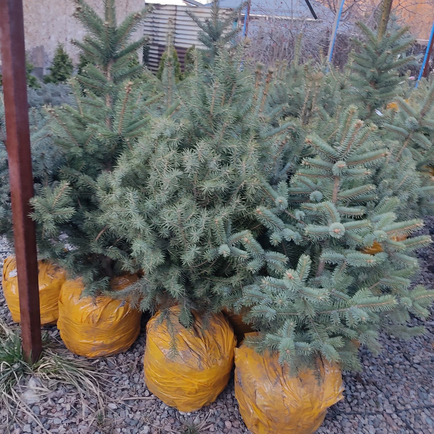 Канадская ель от 60-120 см./20000 п.м., елки в Алматы