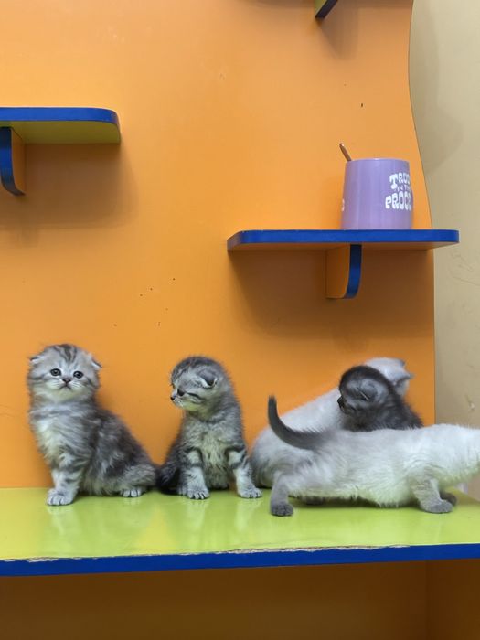 Шотландские котята